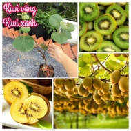 Cây giống KIWI VÀNG [ Giống chuẩn nhanh phát triển trồng chậu được ] [ HOÀNG LONG GARDEN ]