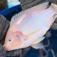 Ikan Talapia Merah segar