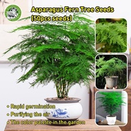 Fresh Asparagus Fern Tree Seeds 50PCS/pack Benih Bunga Evergreen Asparagus Fern Plant Seed Office Bo