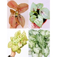 pokok keladi/ syngonium/ syngonium mojito/ keladi/ white butterfly/ milk confetti