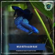 Wild Betta Alien Blue/ Ikan cupang Alien/Wild Betta alien Hybird