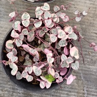 [Dijual] string of heart variegata - tanaman hias - tanaman murah -Ctz
