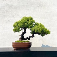 小品盆栽-系魚川真柏 盆景 送禮