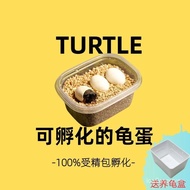 ((Medium) Small Turtle Eggs Hatchable Student Mini Living Pet Eggs Spermed Eggs Hatchable Turtle Egg