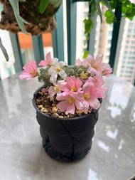 多肉植物 白皮月界