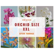 CM STORE | REAL LIVE PLANT ORCHIDS XXL SIZE | POKOK ORKID HIDUP SIZE XXL BESAR TINGGI 55CM - 60CM KEATAS