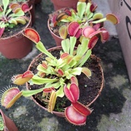 Pokok Venus  flytrap pokok hidup