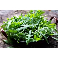 ▧❖RARE Italian Rocket Lettuce / Arugula Vegetable Salad Seeds ( 1000 seeds ) - Basic Farm House