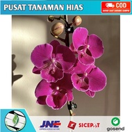 Seedling anggrek dendrobium big leaf / Bunga Anggrek hidup/ Tanaman Hias Hidup /Bunga Hias Asli/ Bunga gantung hidup/Tanaman gantung hidup/anggrek dendrobium