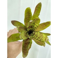 bromeliad neoregelia Fever Pitch