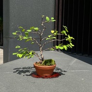日本土佐水木 中品雙幹盆栽 開花中