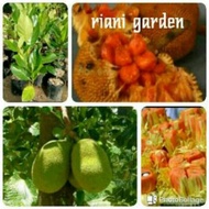 BIBIT NANGKA MERAH MADU $$##