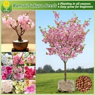 เมล็ดพันธุ์ ต้นซากุระ บรรจุ 20 เมล็ด Japanese Sakura Flower Seeds Cherry Blossoms Bonsai Seed เมล็ดดอกไม้ ต้นไม้มงคล บอนสี บอนสีหายาก ต้นบอนสี บอนไซ เมล็ดบอนสี ไม้ประดับมงคล พันธุ์ดอกไม้ ดอกไม้ปลูกสวยๆ ต้นไม้ฟอกอากาศ ปลูกง่าย คุณภาพดี ราคาถูก ของแท้ 100%