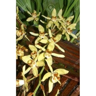 anggrek coelogyne tomentosa