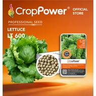 Hot Item🔥 (1,000 SEEDS) Biji Benih Sayur Salad  Iceberg Gamma LT600 CROP POWER Iceberg Lettuce Seed 