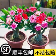 Desert Rose Potted Plant Old Pile Four Seasons Blossoming Double Petals Good Raising Green Plant Dry