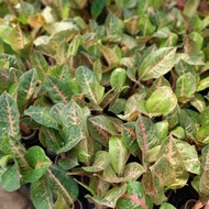 Aglaonema Harlequeen Murah Berkualitas / Aglaonema Harlequin Tanian