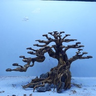 Aquascape bonsai 78mn