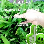 pokok rumput Siti Khadijah rumput herba