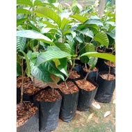 Pokok Dokong Kahwin (Hybrid) Cepat Berbuah / Anak Pokok Dokong