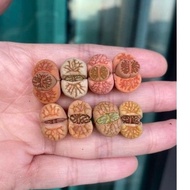 lithops set 生石花 *readystock*