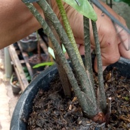 TERBAIK! alocasia zebrina reticulata form XL