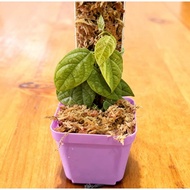 SG Ready Stock | Ficus sp. “Sarawak” | Rare Tropical Fig | Compact Borneo Ficus for Terrarium & Indo