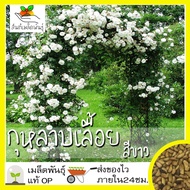 เมล็ดพันธุ์ กุหลาบเลื้อย กุหลาบ สีขาว 40 เมล็ด White Rose Seed เมล็ดพันธุ์แท้ นำเข้าจากต่างประเทศ ปล