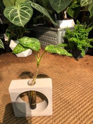 [半水培 semi-hydroponic] Aglaonema pictum ‘Tricolor’ 迷彩粗肋草