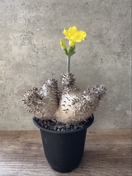 惠比須大黑 多肉植物 塊根 仙人掌 盆栽