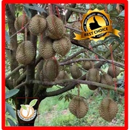 [HOT SELLING] ANAK Pokok DURIAN MOTHONG D159 (หมอนทอง) Original Thailand terus dari ladang #organicfarm #bigtree