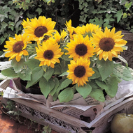 Multiple Head Dwarf Sunflower Bonsai Seeds Tropical Flower Seed