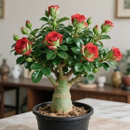 Double Petal Old Pile Desert Rose Potted Plant Four Seasons Blossoming Good Raising Indoor Multicolo