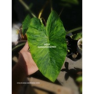 KELADI COLOCASIA MORNING DEW, COLOCASIA BLUE HAWAII