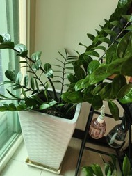 金錢樹 盆栽連白色花盆