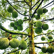 🔥3KG Baja Pokok Durian Musang King ioi Duri Hitam Mothong D24 [ LENGKAP ] - Ready Stock🔥