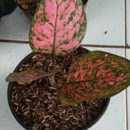 Tanaman hias aglaonema valentine - tanaman hias aglaonema