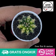 Anakan kaktus Gymno Taiwan Clone promo Gratis pot
