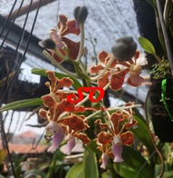 Vanda Limbata