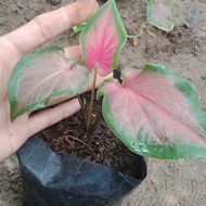 bibit tanaman caladium pinkflorida/tanaman hias caladium