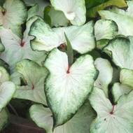 UtopiaSeeds White Wing Caladium Bulb - Fancy Leaf Caladium - 1 Caladium Root