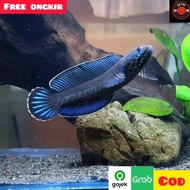 ikan chana andrao, blue andrao, gabus hias air tawar predator single