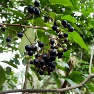 Pokok Buah Jambu Arang | Kerian Dot