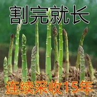 Asparagus Seeds Four Seasons Planting Vegetable Green Asparagus Seeds Heat Resistant Cold Resistant