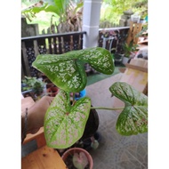 Keladi Thailand/Rare Caladium/Keladi Hiasan