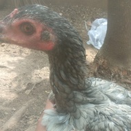 ayam Betina mangon yokeree