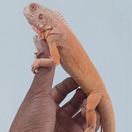 iguana red albino jantan mulus