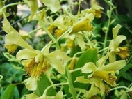 緬甸 原生蘭花 Dendrobium venustum大豆苗石斛 (來花苞~即將爆開)早期山採株