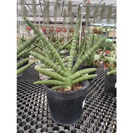 Sansevieria canaliculata Carr (Snake plant) - Ornamental Foliage