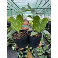 Healthy and beautiful anthurium soft pot